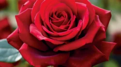 Rose BLACKPINK Tolak Iklan Teh Rp100 Miliar, Apa Sebabnya? Ini Analisisnya