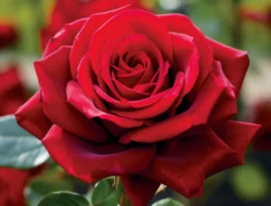 Rose BLACKPINK Tolak Iklan Teh Rp100 Miliar, Apa Sebabnya? Ini Analisisnya