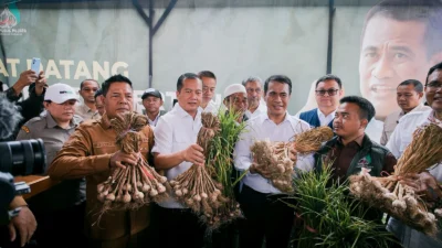 AIPTU Setiyo Prayitno Tinjau Langsung Perkembangan Bawang Putih di Tlogosari