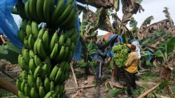 Air Kering, Panen Pisang Lumajang Anjlok 40 Persen