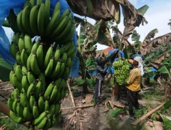 Air Kering, Panen Pisang Lumajang Anjlok 40 Persen