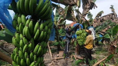 Air Kering, Panen Pisang Lumajang Anjlok 40 Persen