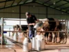 BGN Tetapkan Standar Minimal 80 Susu Segar untuk Program MBG Peternak Lokal Sambut Optimistis dengan Kembali Mendatangkan Sapi Impor