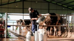 BGN Tetapkan Standar Minimal 80 Susu Segar untuk Program MBG Peternak Lokal Sambut Optimistis dengan Kembali Mendatangkan Sapi Impor