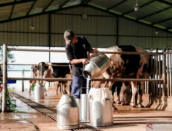 BGN Tetapkan Standar Minimal 80 Susu Segar untuk Program MBG Peternak Lokal Sambut Optimistis dengan Kembali Mendatangkan Sapi Impor