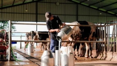BGN Tetapkan Standar Minimal 80 Susu Segar untuk Program MBG Peternak Lokal Sambut Optimistis dengan Kembali Mendatangkan Sapi Impor