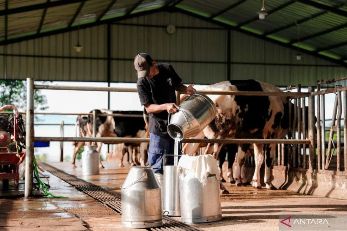 BGN Tetapkan Standar Minimal 80 Susu Segar untuk Program MBG Peternak Lokal Sambut Optimistis dengan Kembali Mendatangkan Sapi Impor