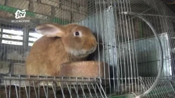 Cuan dari Kelinci Hias, Berawal dari Hobi Buruh Pabrik