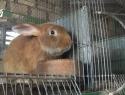 Cuan dari Kelinci Hias, Berawal dari Hobi Buruh Pabrik