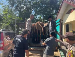 Curwan di Randuagung Lumajang Dua Ekor Sapi Raib