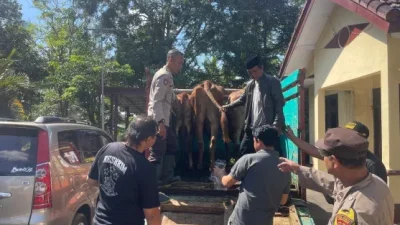Curwan di Randuagung Lumajang Dua Ekor Sapi Raib