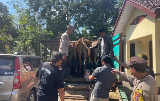 Curwan di Randuagung Lumajang Dua Ekor Sapi Raib