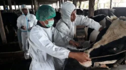 DKP3 Pasuruan Vaksinasi PMK pada Ternak di Desa Wonosari, Cegah Wabah Menular