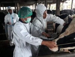 DKP3 Pasuruan Vaksinasi PMK pada Ternak di Desa Wonosari, Cegah Wabah Menular