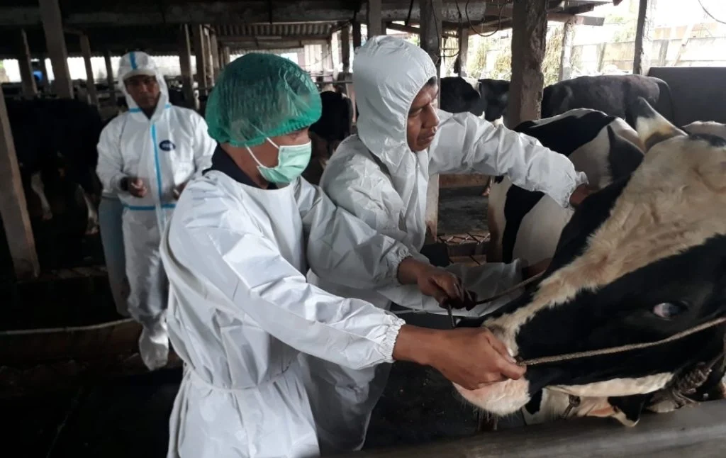 DKP3 Pasuruan Vaksinasi PMK pada Ternak di Desa Wonosari, Cegah Wabah Menular