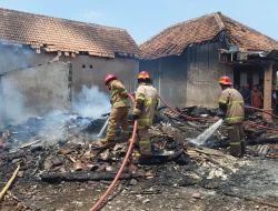 Dua Sapi Mati di Kandang Kebakaran Probolinggo