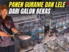 Galeso, Cara Pasuruan Mengubah Lele Jadi Cuan