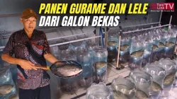 Galeso, Cara Pasuruan Mengubah Lele Jadi Cuan