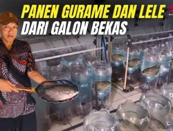 Galeso, Cara Pasuruan Mengubah Lele Jadi Cuan