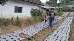 Bawang Putih Tlogosari Jadi Andalan Ketahanan Pangan, Polsek Nongkojajar Turun Langsung