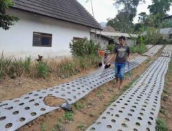 Bawang Putih Tlogosari Jadi Andalan Ketahanan Pangan, Polsek Nongkojajar Turun Langsung