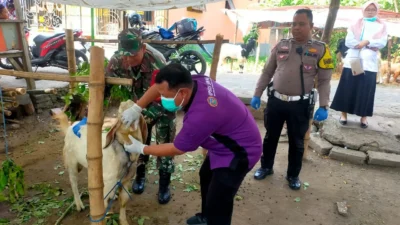Investigasi DKP3 Pasuruan Kasus Kesehatan Hewan di Desa Gading, Fokus Deteksi Dini