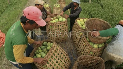 Kades Wonokerto Panen 7 Kuintal Mangga Clonal Tiap Hari