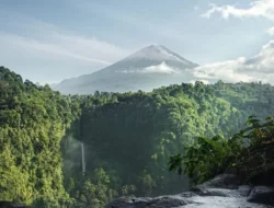Satu Frame Sejuta Cerita Kapas Biru, Strategi Cerdas Lumajang Go International
