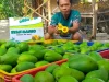 Melimpahnya Panen Raya Mangga Alpukat, Harga di Pasuruan Terjun