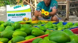 Melimpahnya Panen Raya Mangga Alpukat, Harga di Pasuruan Terjun