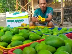 Melimpahnya Panen Raya Mangga Alpukat, Harga di Pasuruan Terjun