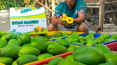 Melimpahnya Panen Raya Mangga Alpukat, Harga di Pasuruan Terjun
