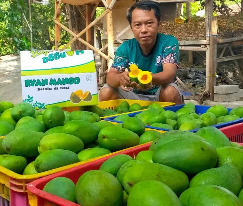 Melimpahnya Panen Raya Mangga Alpukat, Harga di Pasuruan Terjun
