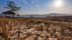 Musim Kemarau Jadi Kunci Kualitas Tembakau Lumajang
