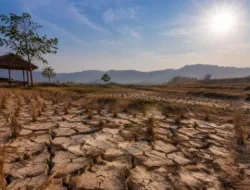 Musim Kemarau Jadi Kunci Kualitas Tembakau Lumajang