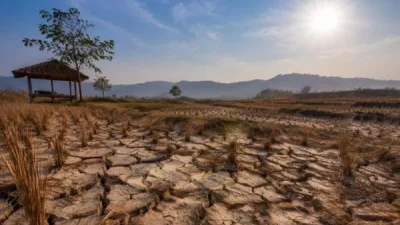 Musim Kemarau Jadi Kunci Kualitas Tembakau Lumajang