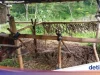 Pencuri Manfaatkan Kandang Tanpa Kunci, Dua Sapi di Lumajang Hilang