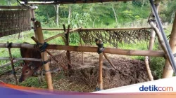 Pencuri Manfaatkan Kandang Tanpa Kunci, Dua Sapi di Lumajang Hilang