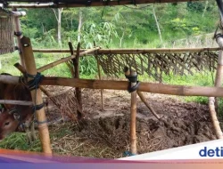 Pencuri Manfaatkan Kandang Tanpa Kunci, Dua Sapi di Lumajang Hilang