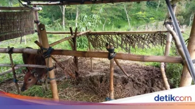 Pencuri Manfaatkan Kandang Tanpa Kunci, Dua Sapi di Lumajang Hilang