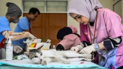 Perkara Pelemparan Anakan Kucing di Rusunawa, Perdamaian Tercapai