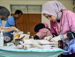 Perkara Pelemparan Anakan Kucing di Rusunawa, Perdamaian Tercapai