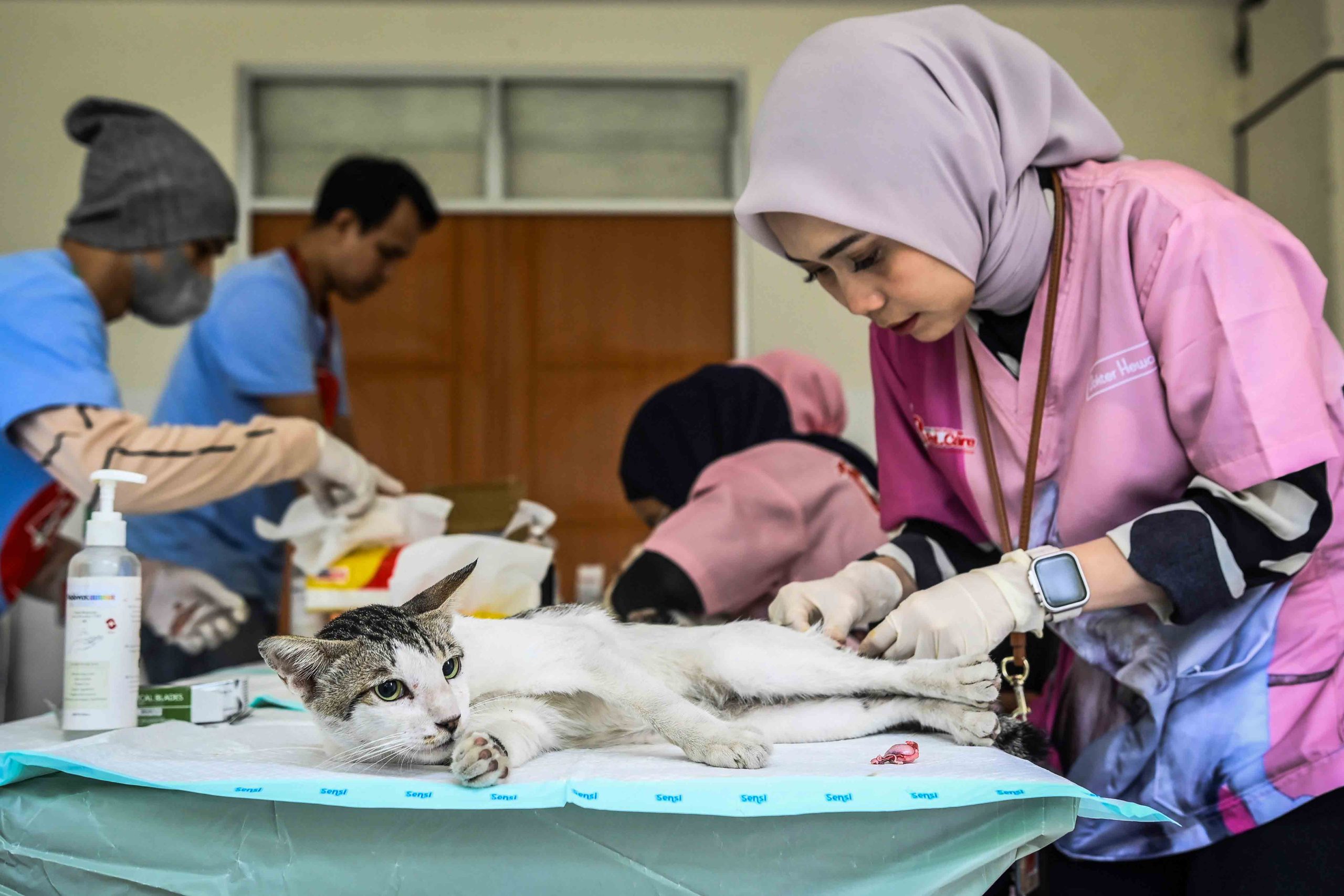 Perkara Pelemparan Anakan Kucing di Rusunawa, Perdamaian Tercapai