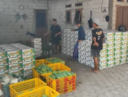 Petani Mangga Alpukat Pasuruan Puas Hadapi Banjir Pembeli