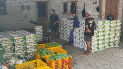 Petani Mangga Alpukat Pasuruan Puas Hadapi Banjir Pembeli