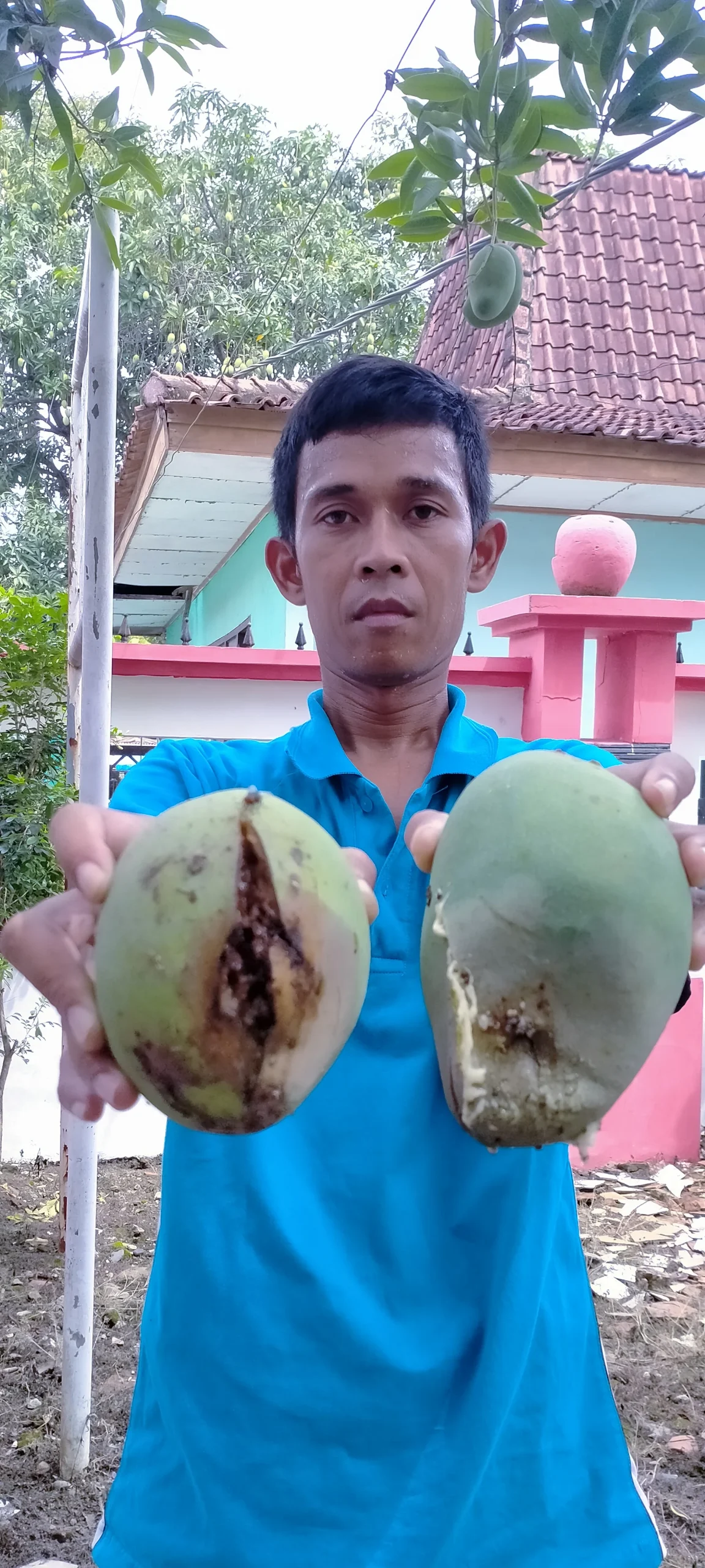 Petani Mangga Wonokerto Ikuti Bimtek Pengendalian Hayati Lalat Buah