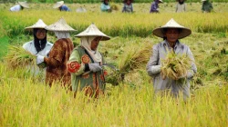 Petani Tembakau Lumajang Sulap Buah Sayur Jadi Pupuk