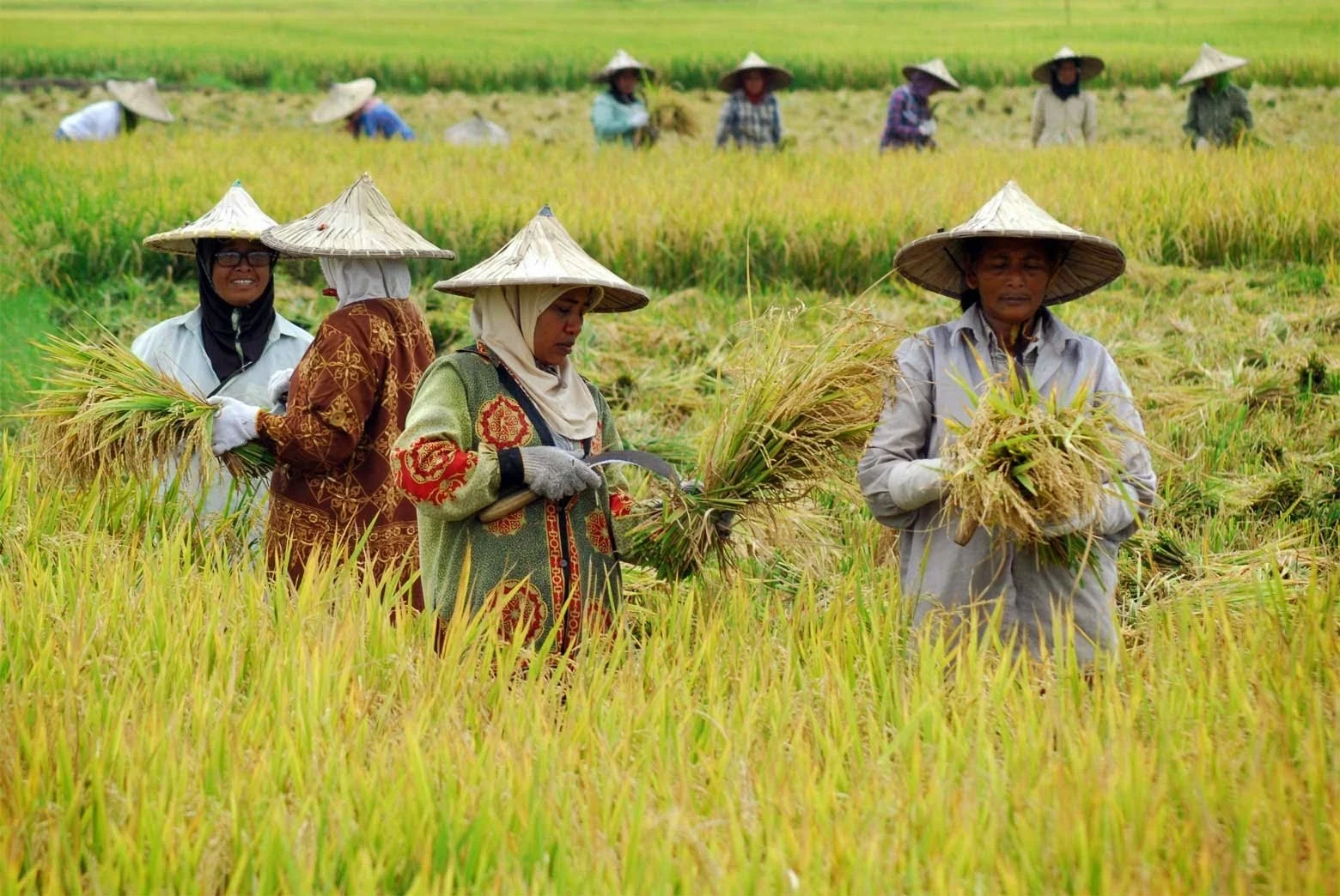 Petani Tembakau Lumajang Sulap Buah Sayur Jadi Pupuk