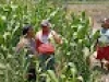 Polri Masuk Sawah, Bhabinkamtibmas Polsek Sukorejo Gerakkan Warga Manfaatkan Lahan Dukung Ketahanan Pangan Asta Cita Presiden