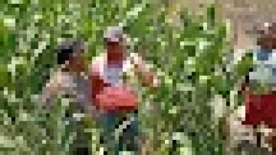 Polri Masuk Sawah, Bhabinkamtibmas Polsek Sukorejo Gerakkan Warga Manfaatkan Lahan Dukung Ketahanan Pangan Asta Cita Presiden